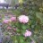 �ޡ��ܤ�
