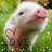 Cochon.